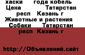 хаски 1,5 года кобель › Цена ­ 5 000 - Татарстан респ., Казань г. Животные и растения » Собаки   . Татарстан респ.,Казань г.
